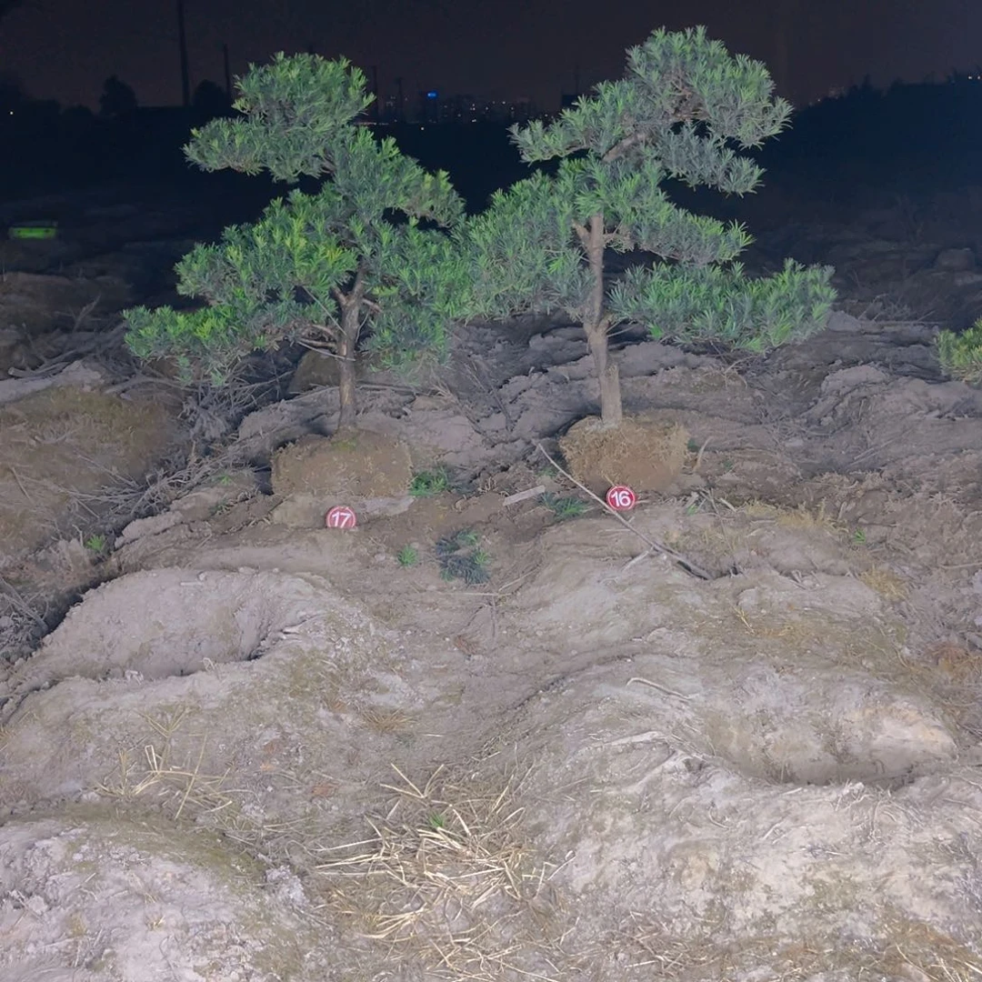 笑**湖15258864566886556889