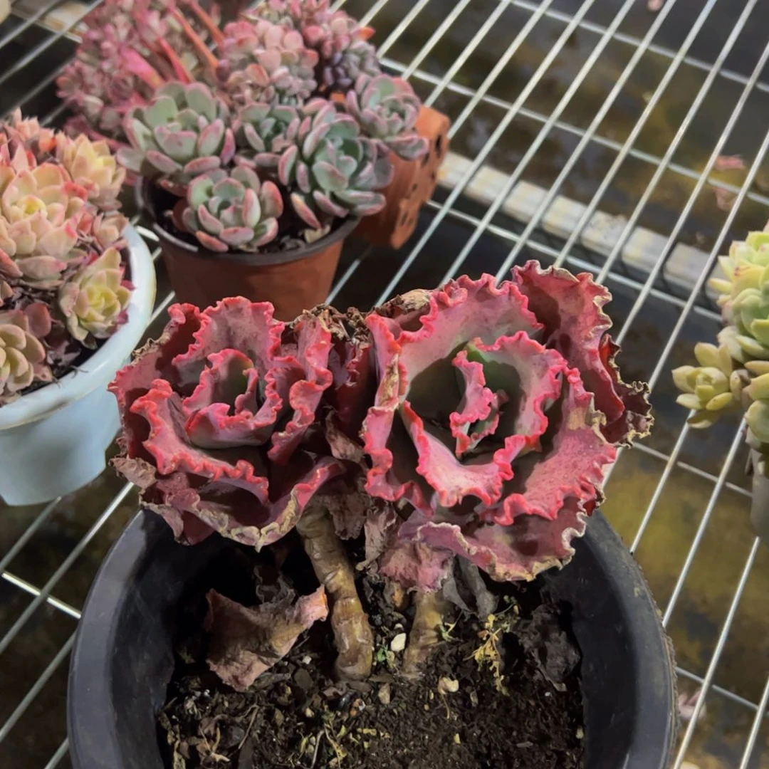 女王花笠双头一物一拍