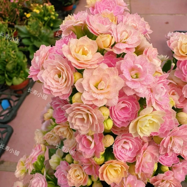 长寿花盆栽奶油睡莲110盆花期长