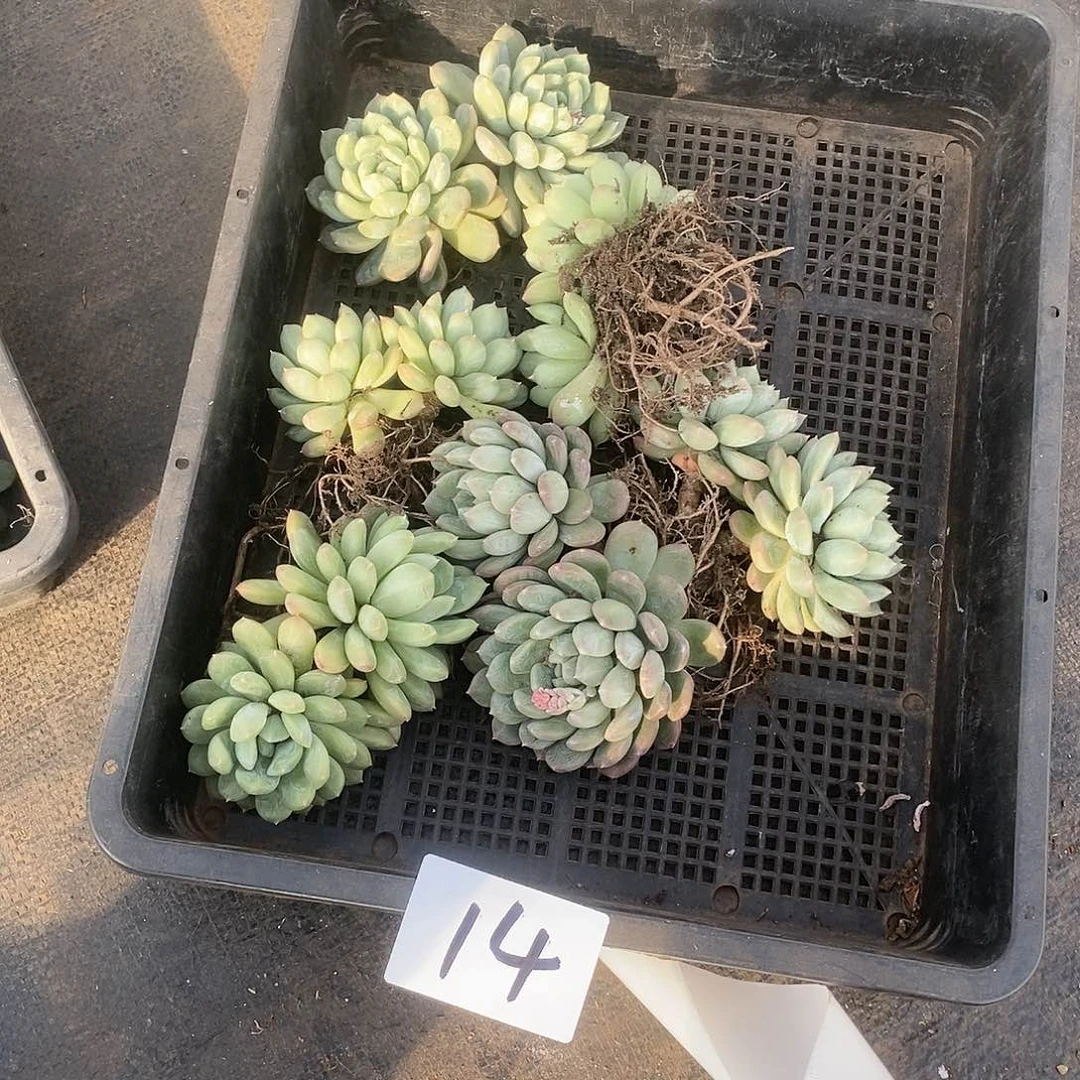 一堆百搭翡翠多肉14