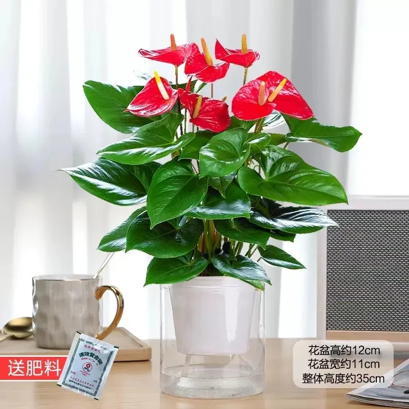 红掌盆栽水培白掌绿植一帆顺风客厅花卉发货大苗办公室内鸿运当头