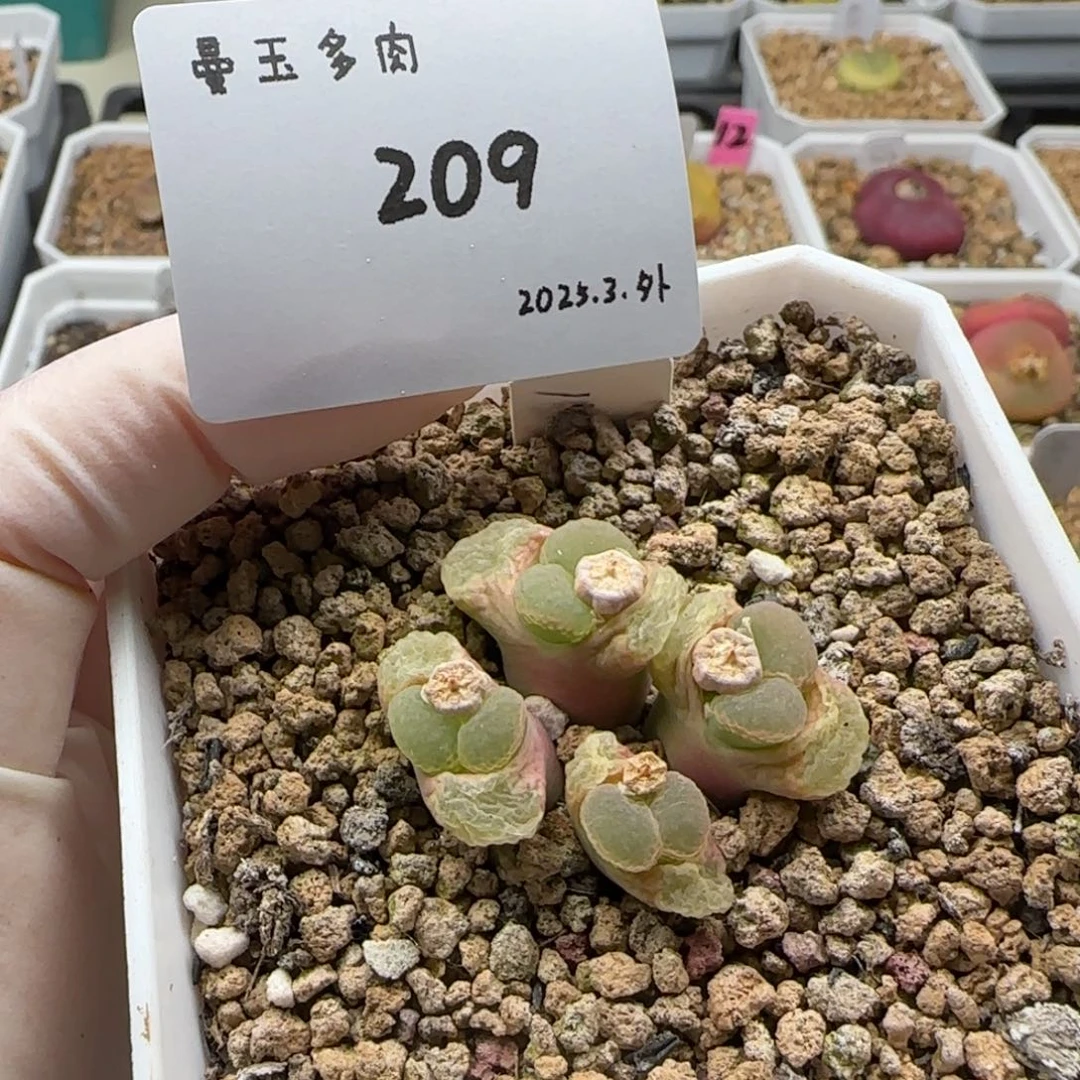 薇*多肉多肉多肉3-209