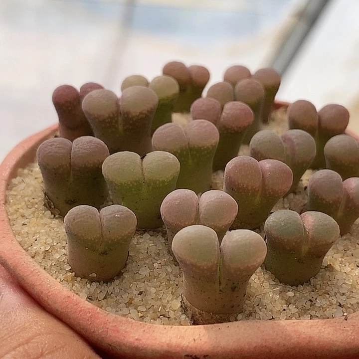 21543鲑鱼粉风铃一颗