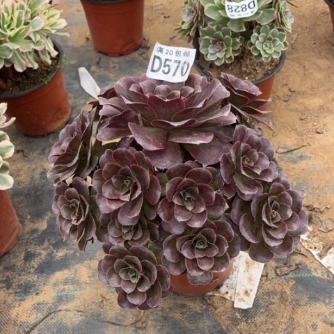 570枚金玫瑰不包断枝