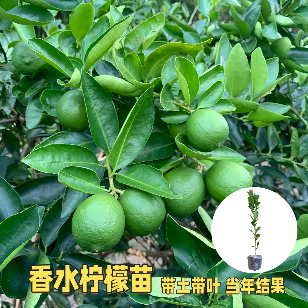 塔希提无籽青柠檬苗四季结果高产泰国青柠檬苗常绿地栽盆栽苗种植