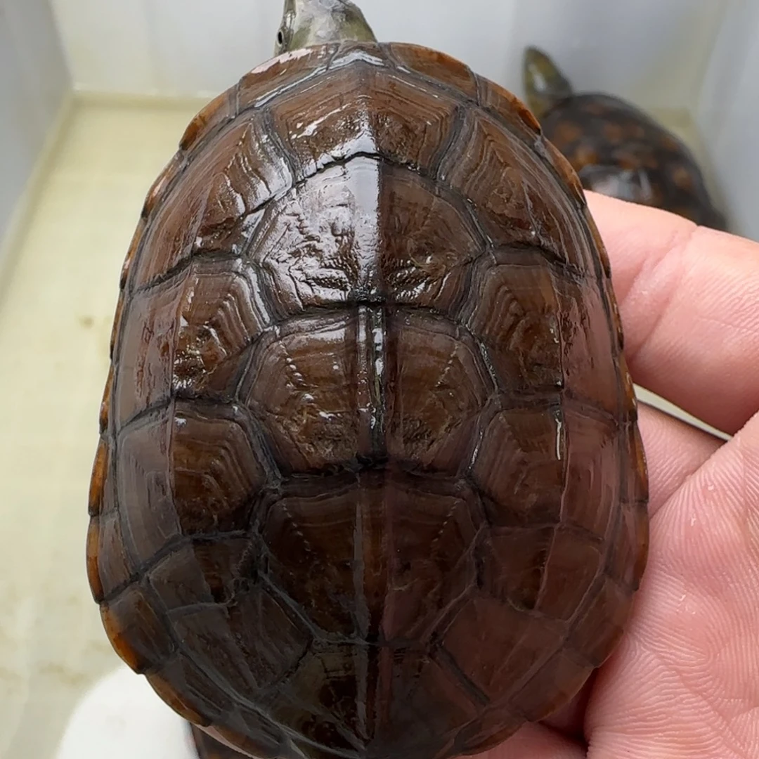 宠物龟不分公母蜡戍拟水龟