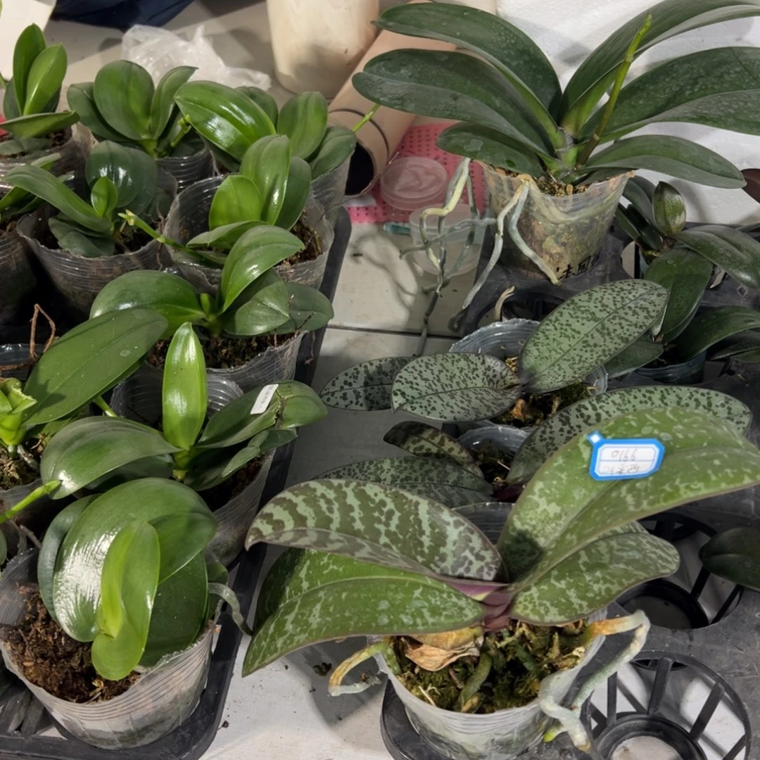 有***彩当前无花栽培后可以开花0166山采西蕾丽