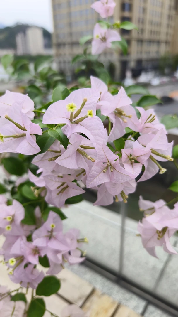 【丽娜】三角梅好养阳台勤花爬藤垂丝不带花