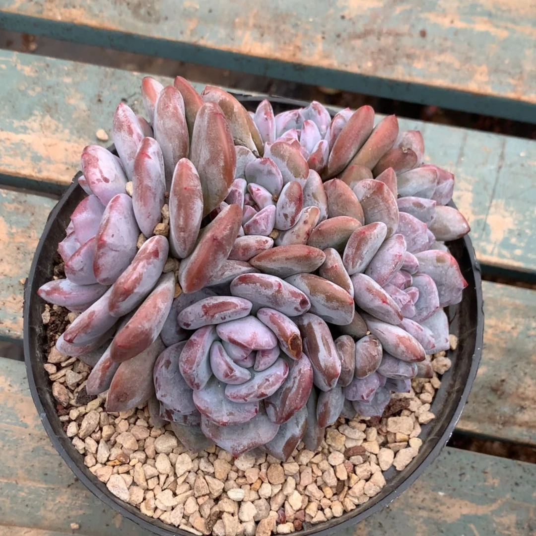 石榴籽紫皮紫心八头