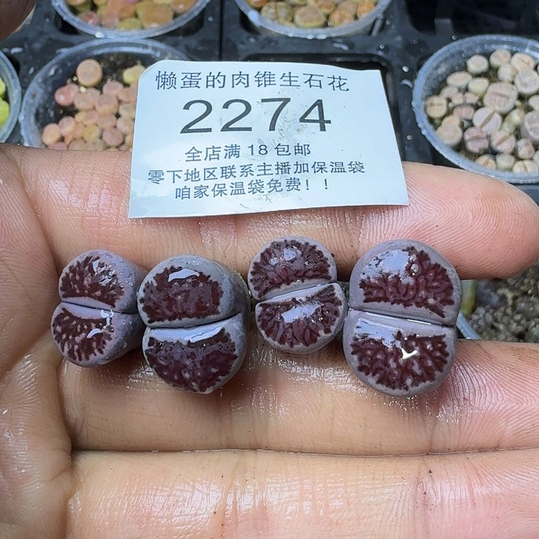 2274 岛田四年紫菊福利