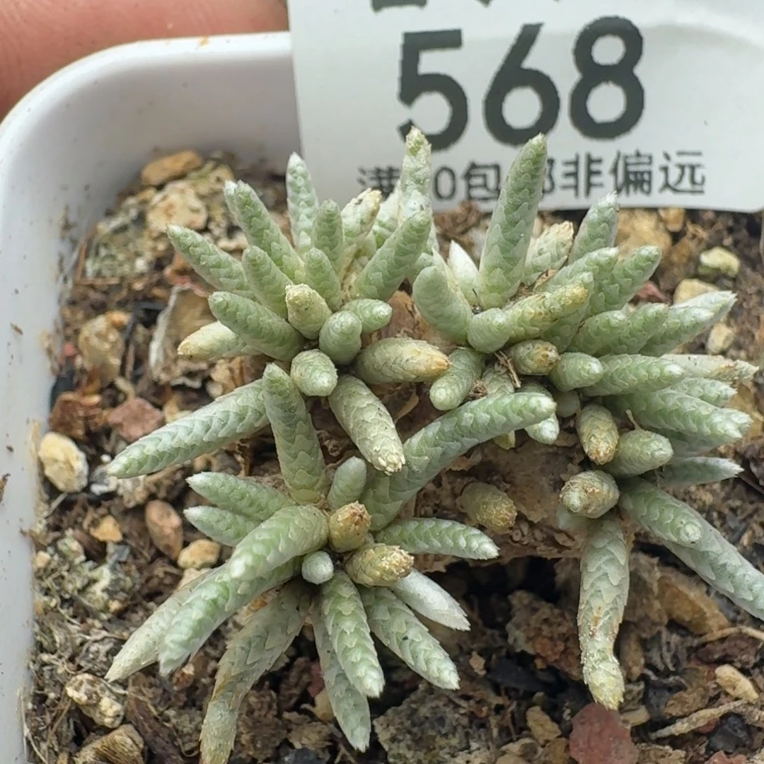 红花韧锦。 带盆土。