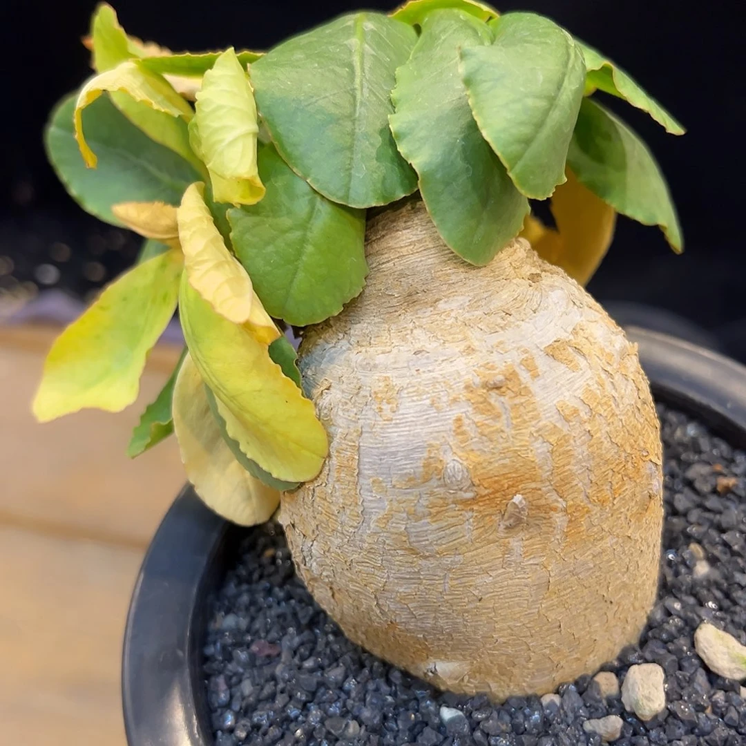 潮流植物 樱花大戟