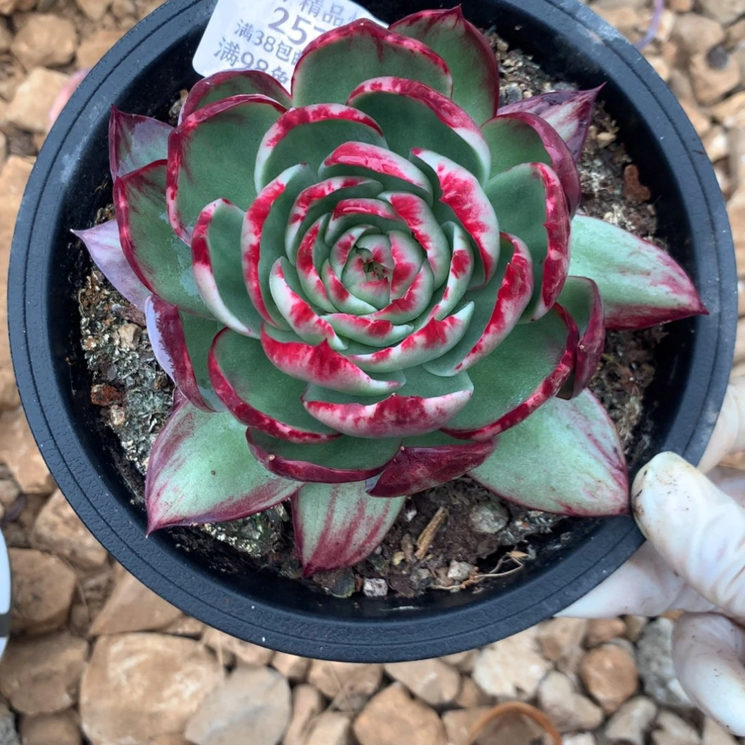 2575一物一拍12厘米