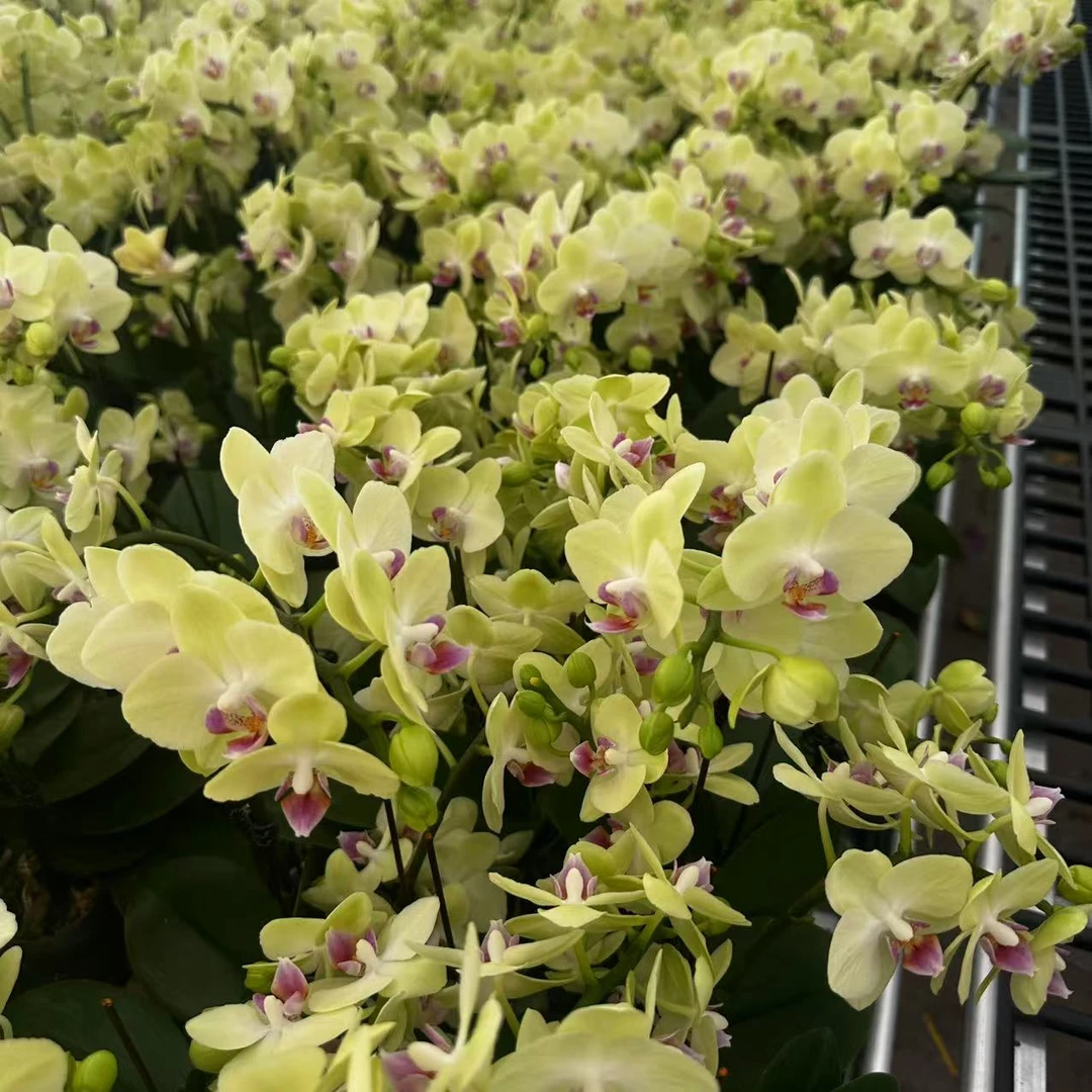 【小青梅】3花带盆