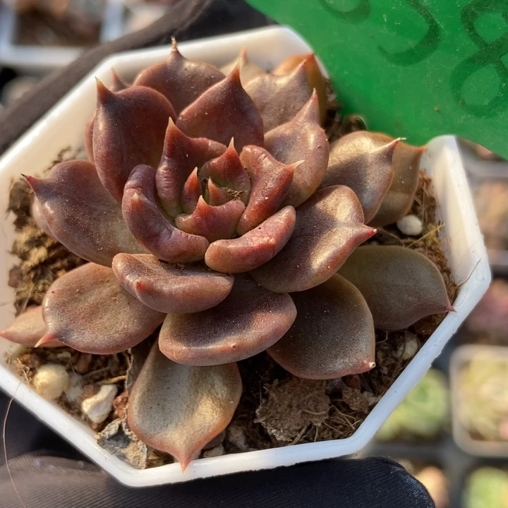 1638黑饺子duopoly is多肉