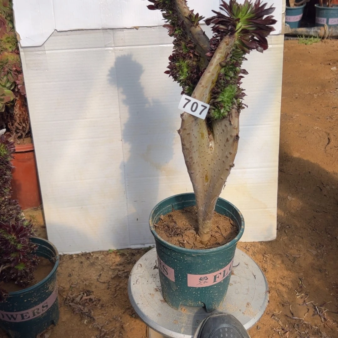 有伤黑缀707高40