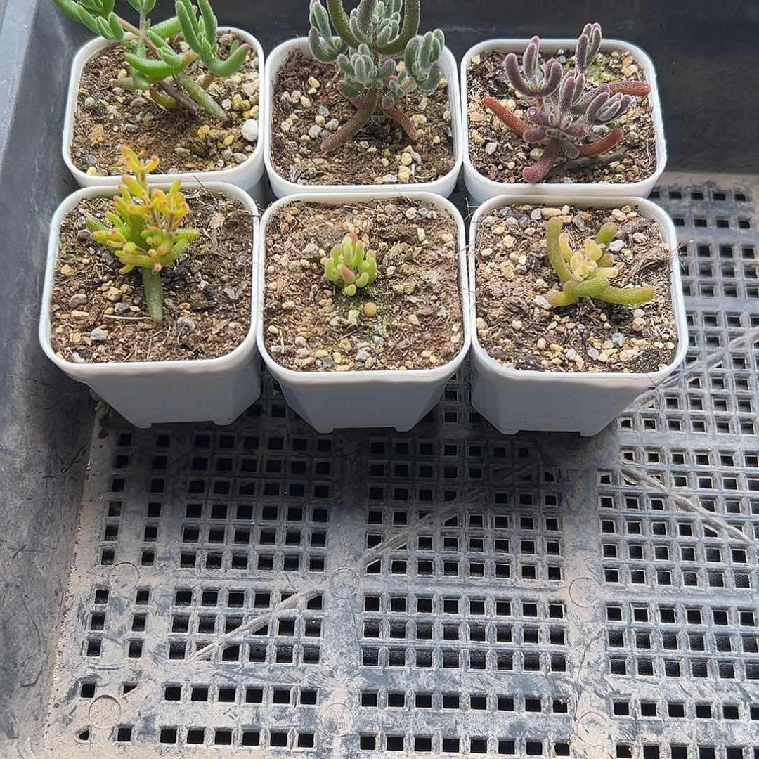 1080号枝干精选小盆6颗12,30多肉