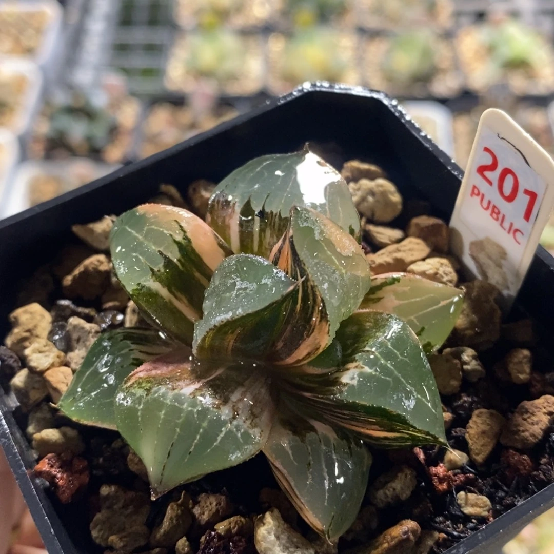 201龙禧十二卷多肉植物