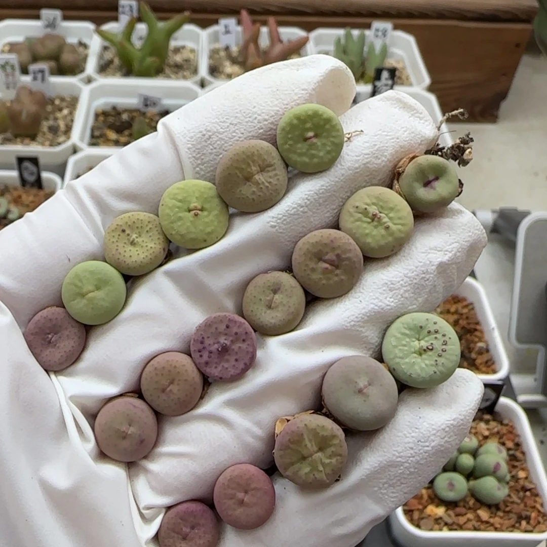 A***e5-10-当天满38包邮奶油嘟嘟嘴1左右