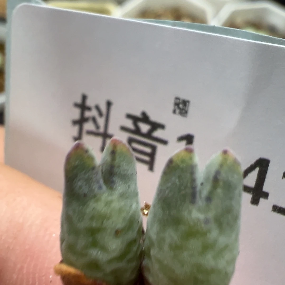 小****1-41肉锥多肉植物大战