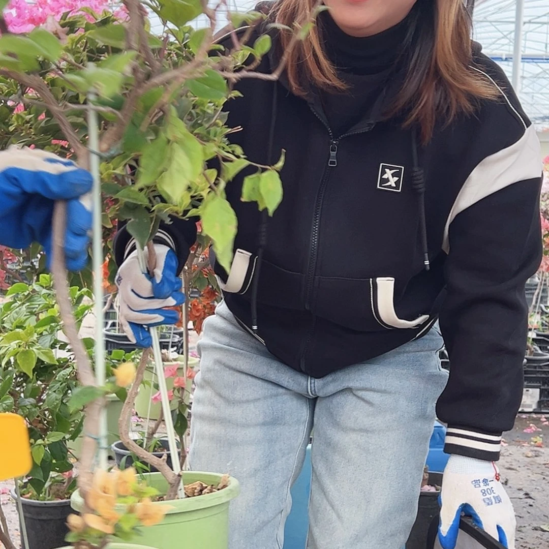 L***8大部分花苞少量开放F18苏瓦娜