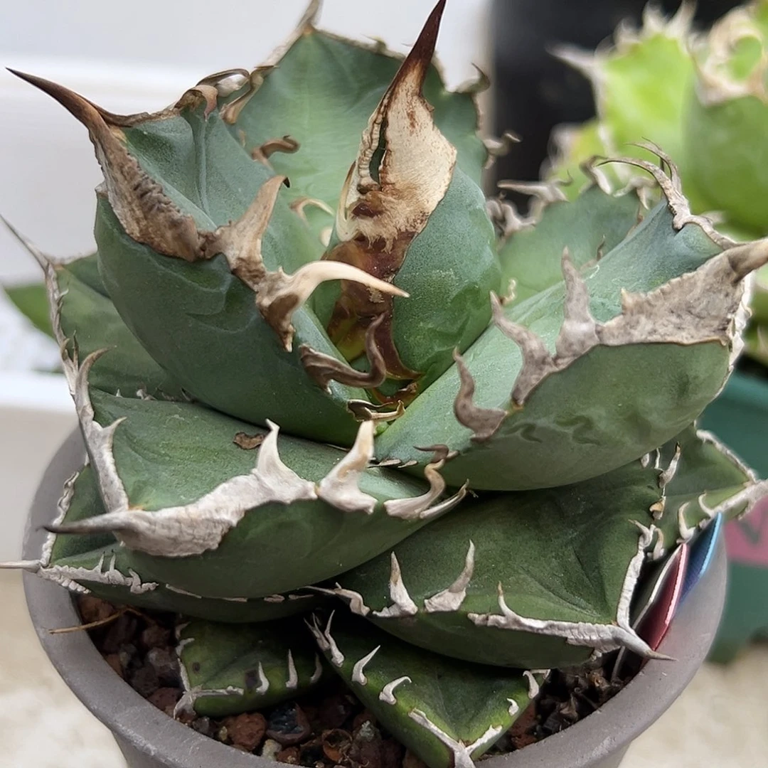 立可白一物一拍偏远不包邮不退不换