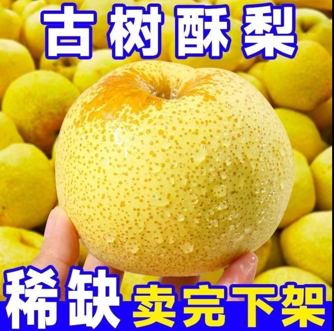 正宗砀山酥梨皮薄多汁新鲜现摘当季应季水果