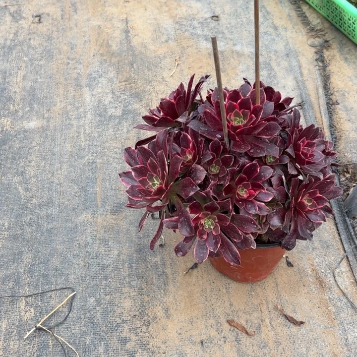 44金丝雀多肉多肉多肉