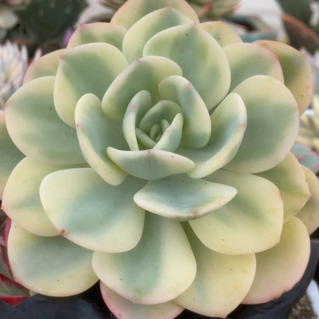 251白月光锦锦锦锦锦锦