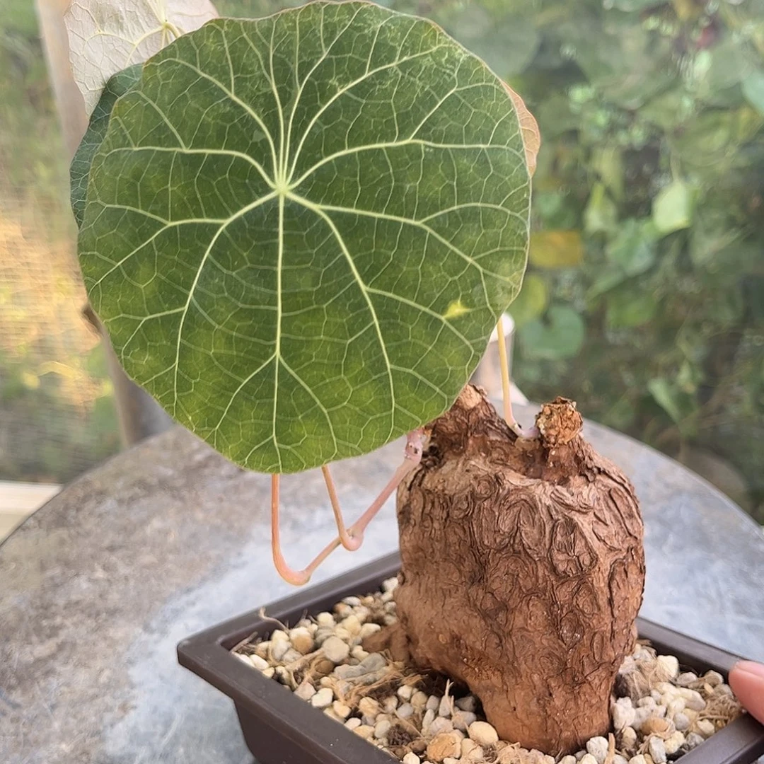 潮流植物 一叶龟