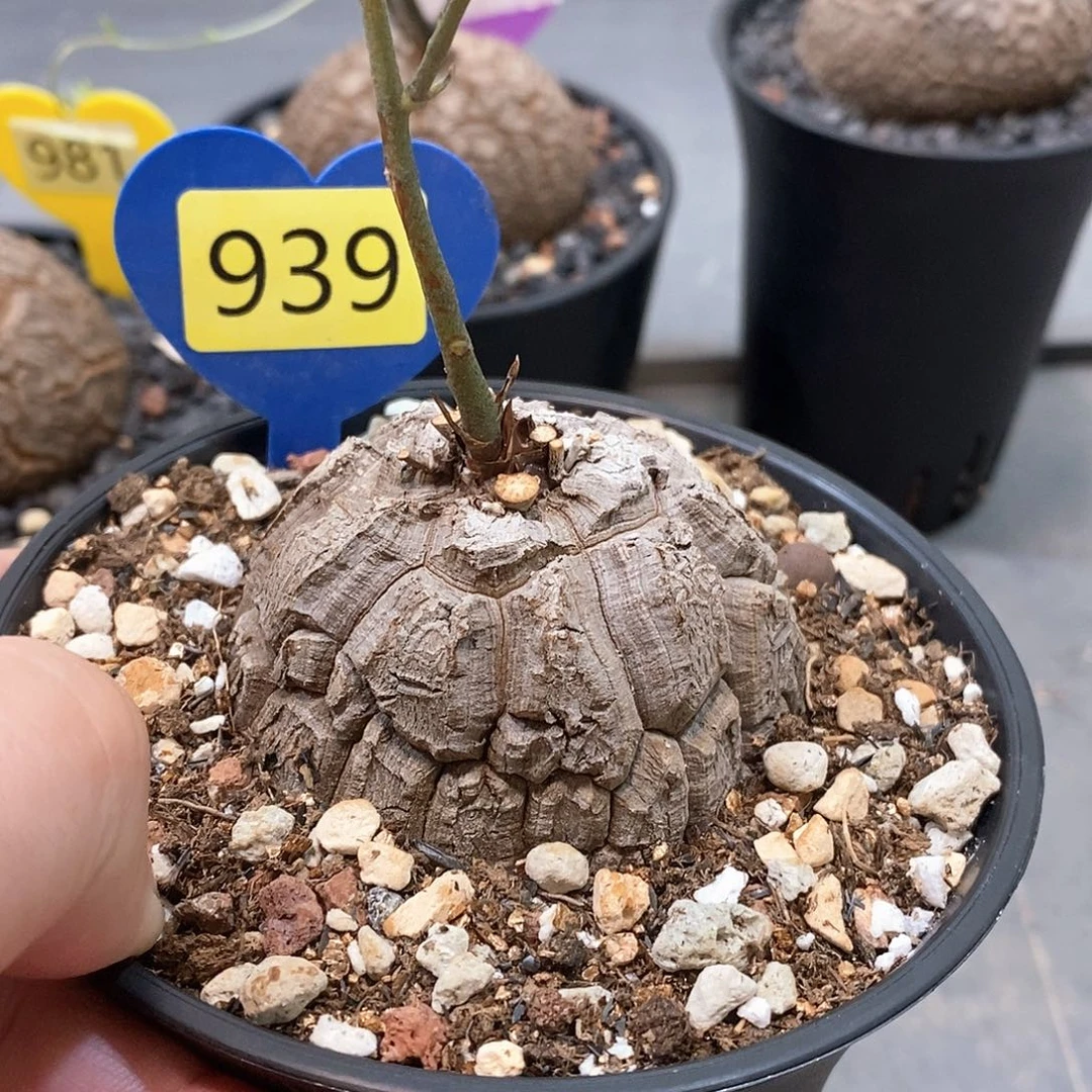 用***5南非龟甲龙龟甲龙