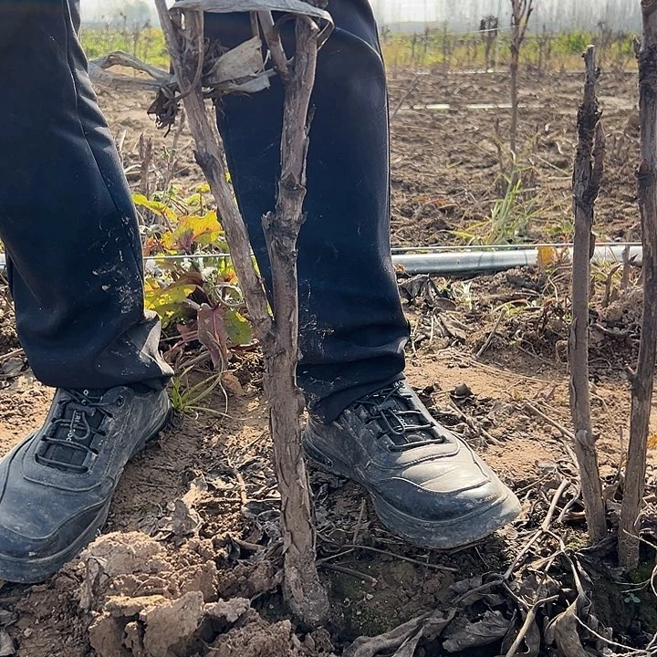 花***界完全开放花王大颗