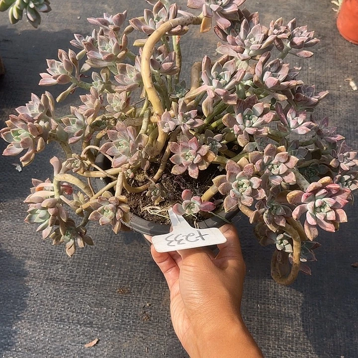 晨语多肉，一物一拍233
