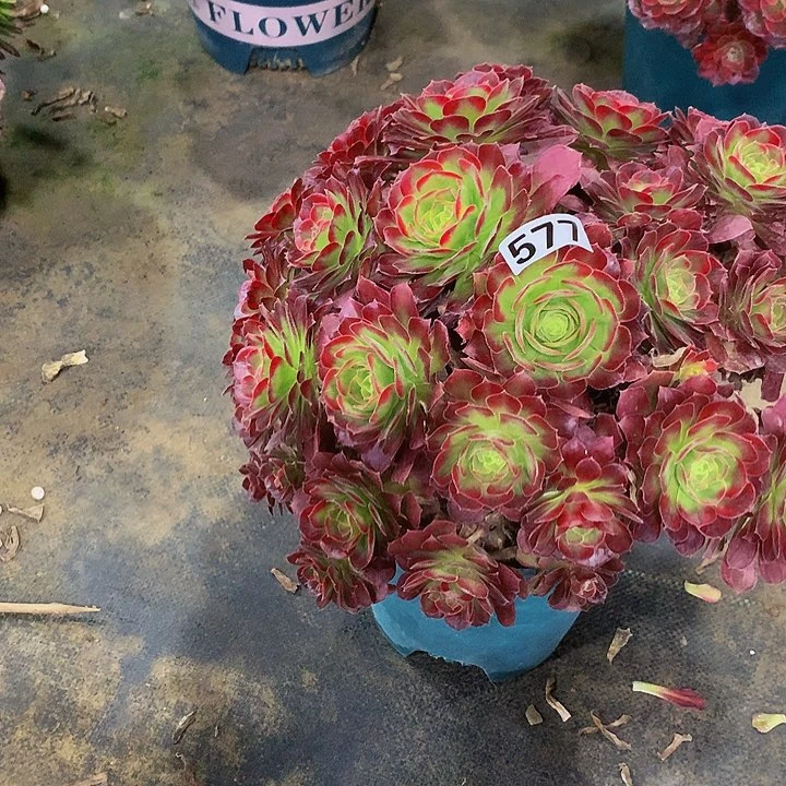 W*P安娜5770000多肉