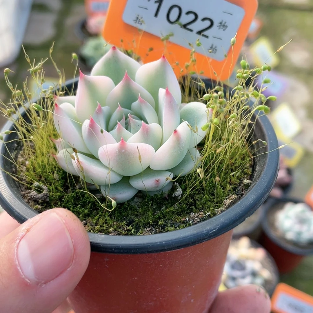 【闪购商品】1022号