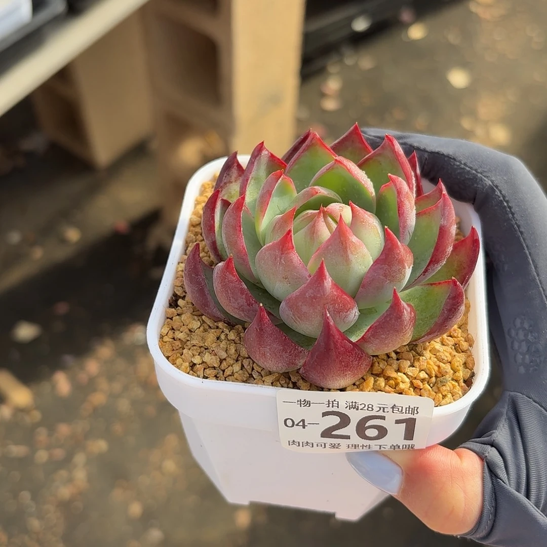 惊鸿无盆土发货无