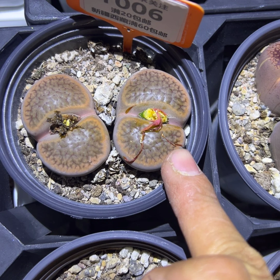 006 一物一拍，默认有伤，介意勿拍，不退不换