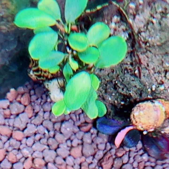 福利21号福利价植物一头