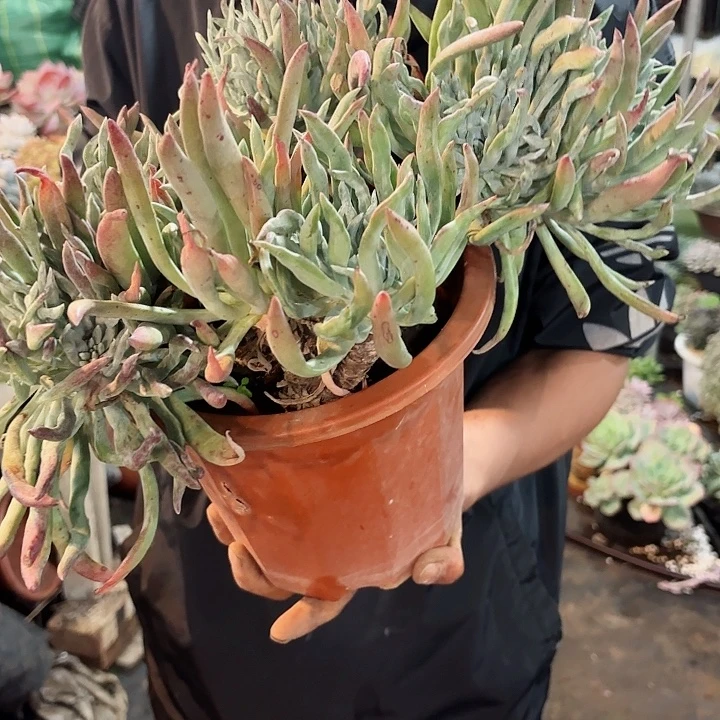 爱杜丽斯群生孤品清货福利