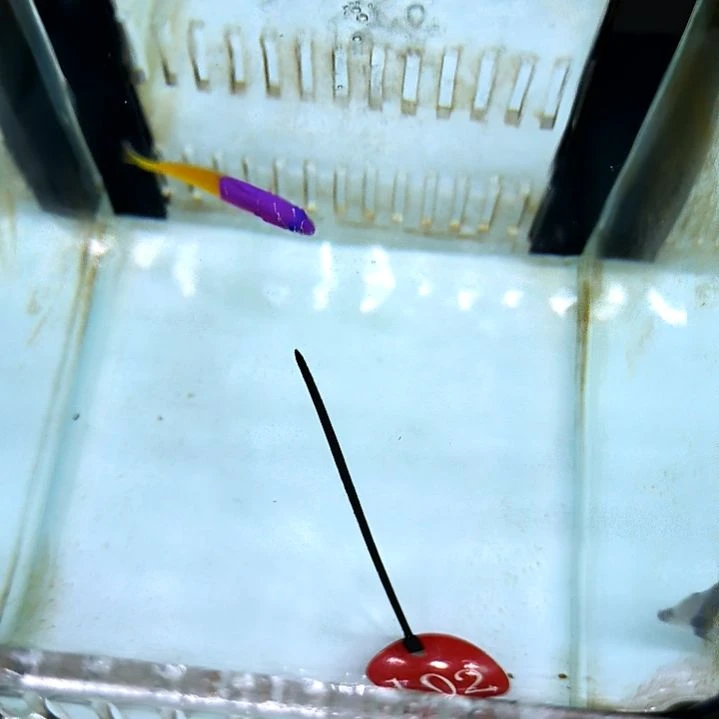 双色草莓5+/9-102-102海水