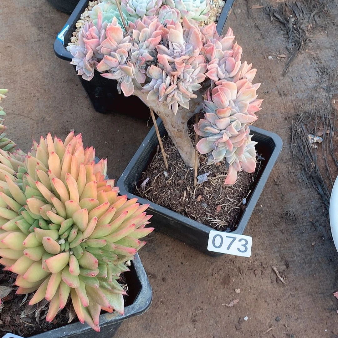 073哈利缀一物一拍多肉