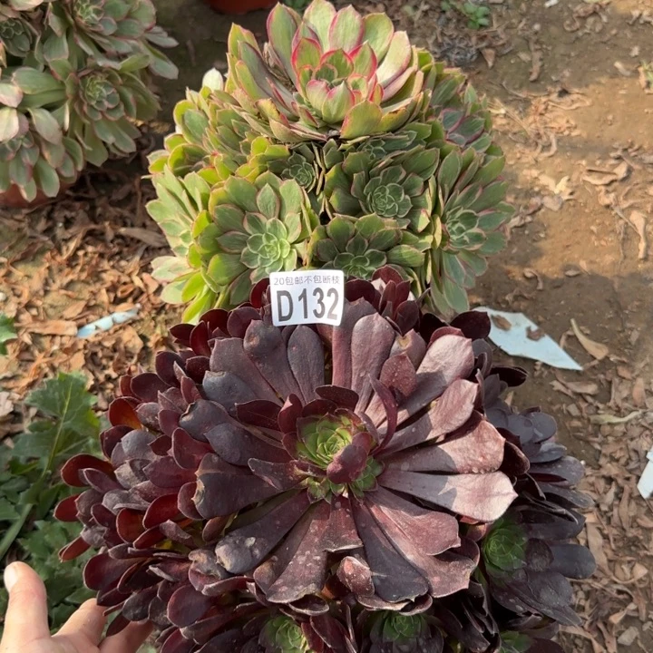 132号……2颗……多肉植物……