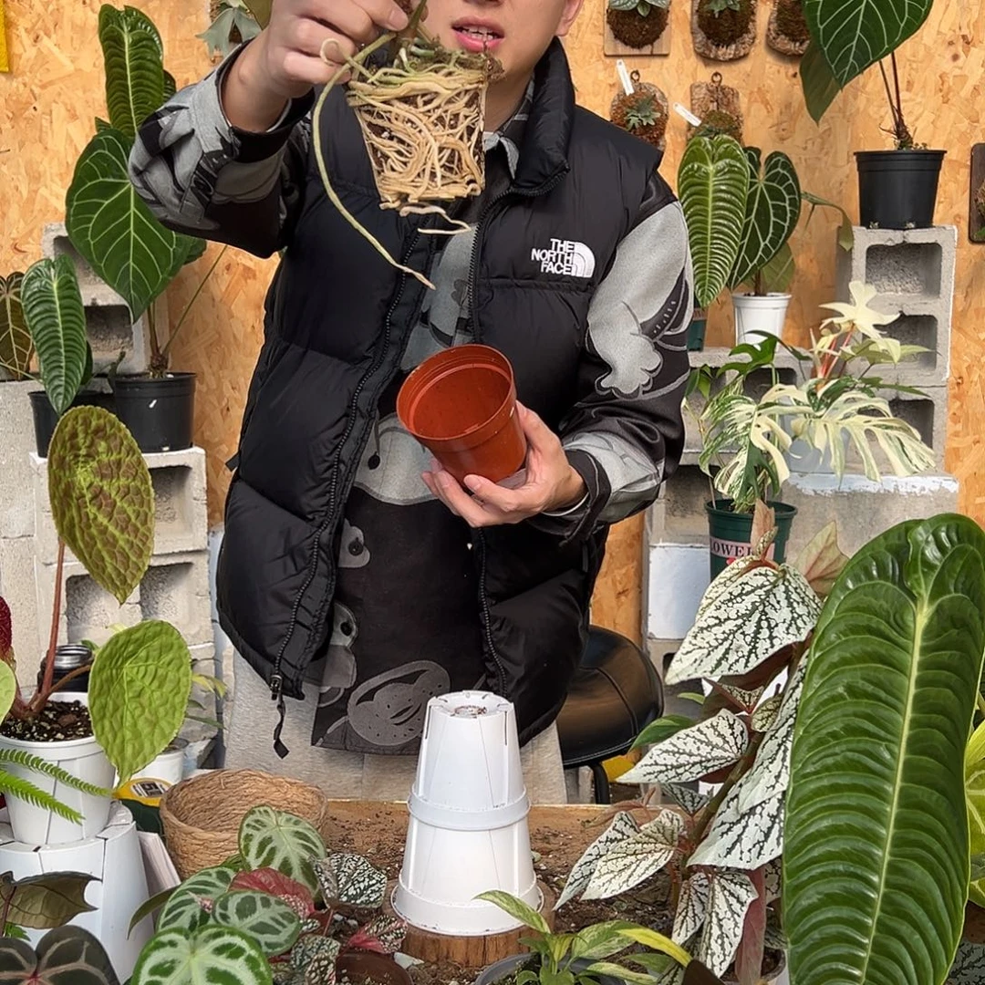 完全开放A23中颗花烛