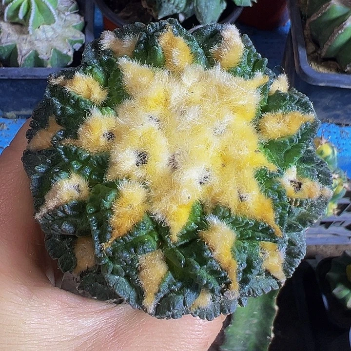 金毛龟甲718仙球开花