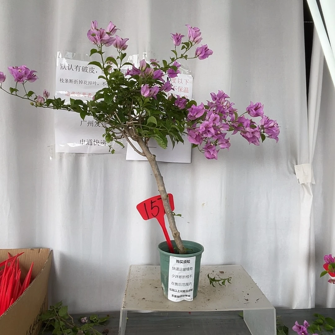 当前无花栽培后可以开花157绿叶雪紫