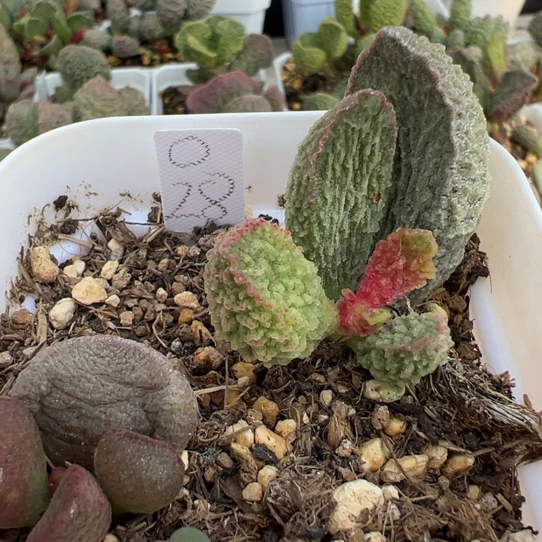 大弯刀冰锥两颗一起实生新品大苗