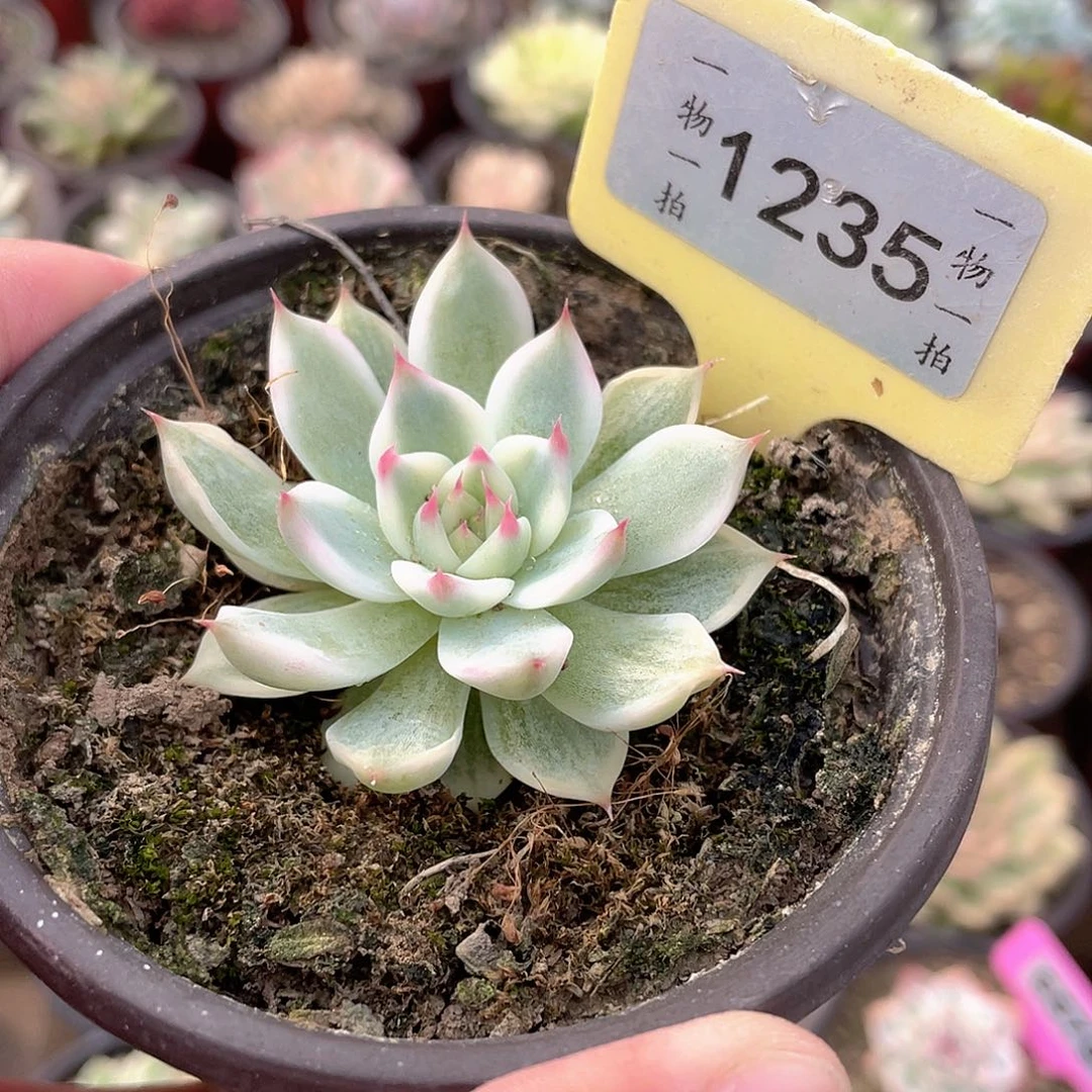 安***界1235号多肉植物盆栽