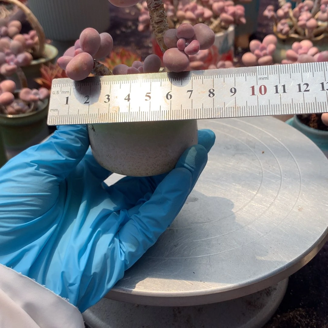 9号带盆偏远地区不包邮的