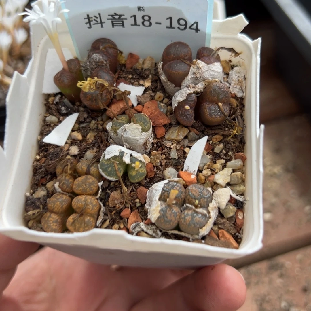 18-194肉锥多肉植物