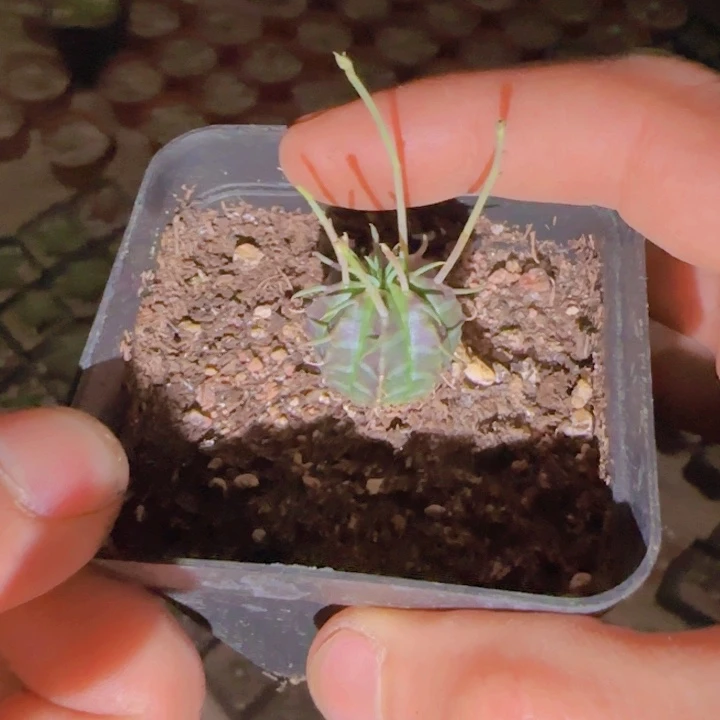 浩****块根植物块根植物